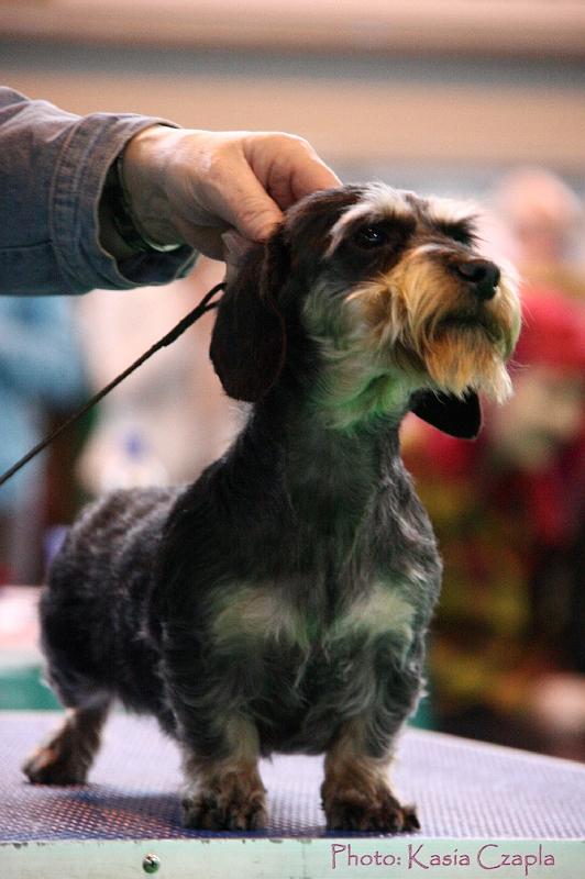 Crufts2011_2 1535.jpg